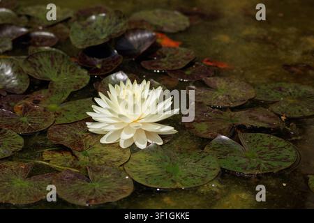 Eine Seerose blüht auf der Oberfläche eines Teiches, während grüne Seerosenblätter sie umgeben. Die Szene zeigt eine natürliche Umgebung in einem Garten. Stockfoto