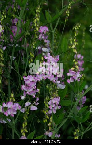 Blasslila Lathyrus latifolius, breitblättrige Immergrüne Erbsenpflanze Stockfoto