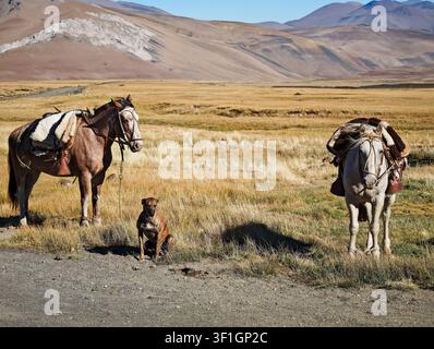 Zwei gesattelte Gaucho-Pferde und ein treuer Hund ruhen in den Patagonischen Bergen Stockfoto