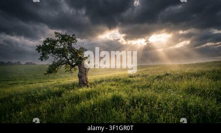 Verwitterter alter knorriger Eichenbaum steht allein in einer üppigen grünen Wiese, goldene Sonnenstrahlen durchdringen dunkle Gewitterwolken, dramatische Abendstrahlen über hügeliger Landschaft Stockfoto