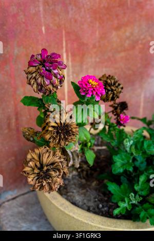 Topfgartenpflanze mit getrockneten braunen Blüten und einer hellrosa Blüte vor einer rosa Wand, die den Kontrast zwischen verwelkten und frischen Blüten zeigt Stockfoto