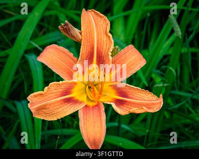 Hemerocallis fulva, allgemein bekannt als gelbbraune Taglilie oder Grabenlilie. Stockfoto