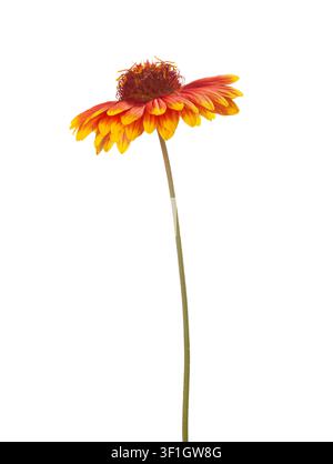 Lebhaft gefärbte Gaillardia-Blüte in Rot, Orange und Gelb, isoliert auf weißem Hintergrund. Gaillardia pulchella Stockfoto