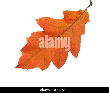Orangefarbenes Herbstblatt der Northern Red Oak isoliert auf weißem Hintergrund. Stockfoto