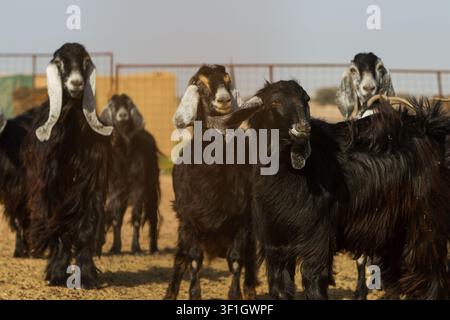 Herde schwarzer Ziegen mit langen Schlappohren auf einem Viehof in Saudi-Arabien Stockfoto