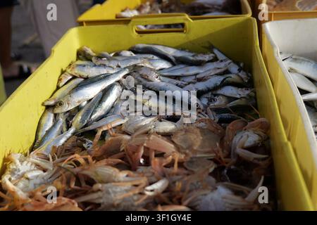 Frisch gefangene Meeresfrüchte, darunter verschiedene ganze Fische und Krabben, auf Eis in einer gelben Plastikbox auf einem Markt ausgestellt. Italien, Apulien, Molfetta, 21 j Stockfoto
