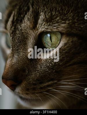 Extreme Nahaufnahme einer braunen getigerten Hauskatze mit grünem Auge, gestreiftem Fell und sichtbaren Schnurrhaaren Stockfoto