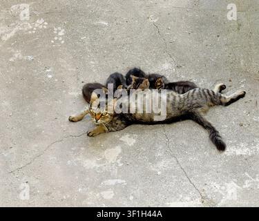 Herrenlose getigerte Mutterkatze liegt auf Betonboden und säugt ihre niedlichen Neugeborenenkätzchen auf einer Straße in Kuzguncuk, Istanbul, Türkei. Stockfoto