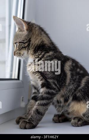 Eine niedliche Hauskatze auf der Fensterbank Stockfoto