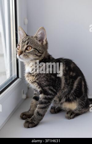 Eine niedliche Hauskatze auf der Fensterbank Stockfoto