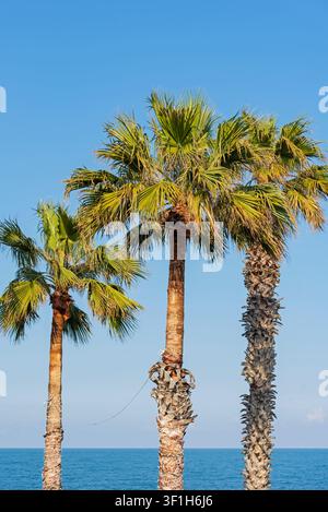 Drei hohe Palmen, die mit Lichterketten geschmückt sind und in der Nähe des ruhigen blauen Meeres stehen Stockfoto