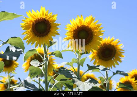 Sonnenblumen gedeihen auf einem Feld und zeigen ihre leuchtend gelben Blütenblätter und großen Samenköpfe vor einem klaren, wolkenlosen blauen Himmel, symbolisieren den Sommer Stockfoto