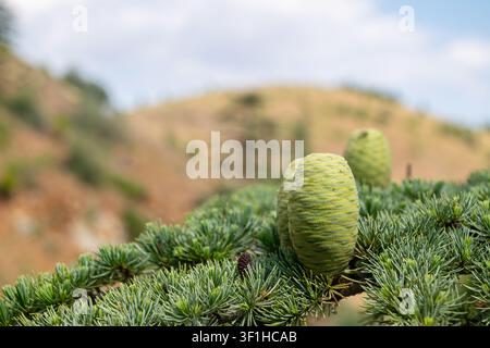 Eine Nahaufnahme, selektiv fokussiert, von jungen, aufrechten grünen Zapfen, die an den nadelartigen Ästen eines Libanon Zedernbaums wachsen, vor einem dunstigen Hintergrund Stockfoto
