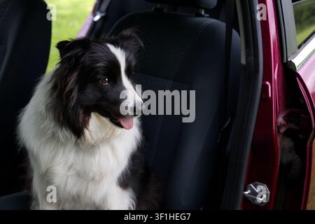 Schwarzer und weißer Border Collie saß im Auto mit offener Tür Stockfoto