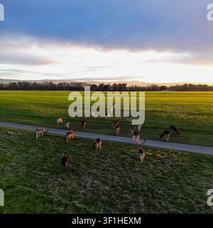Luftbild einer Herde von Damhirschen, die in den weitläufigen grünen Feldern des Phoenix Park während der goldenen Stunde in Dublin 8, County Dublin, Irland grasen. Stockfoto