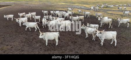 Eine Herde weißer Rinder, die auf einer weiten, offenen Weide in natürlicher Umgebung grast, Luftaufnahme, Ungarische Steppenkühe, Ungarisches graues Rindfleisch, Hortobagy Stockfoto