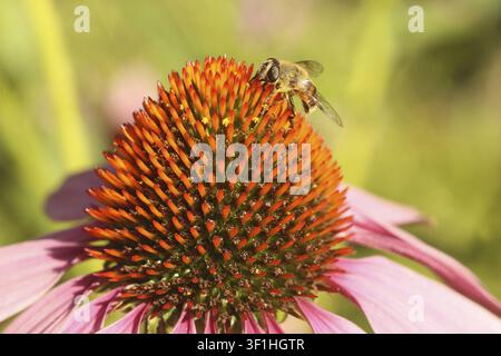 Eine Biene (Apiformes) sammelt Pollen von einer lila Sonnenhutblume (Echinacea purpurea), Allgäu, Bayern, Deutschland Stockfoto
