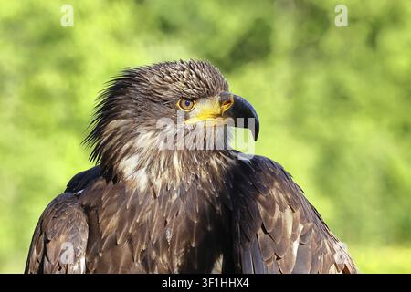 Kopfbalzar (Haliaeetus leucocephalus), Tierporträt, Jungvogel, in Gefangenschaft, in Nordamerika gefunden, Rheinland-Pfalz, Deutschland Stockfoto