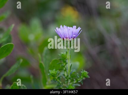 Eine einzelne lila Asterblüte, bedeckt mit winzigen Wassertröpfchen, steht vor einem weichen grünen Bokeh-Hintergrund. Die teilweise geöffnete Blüte zeigt zarte Stockfoto