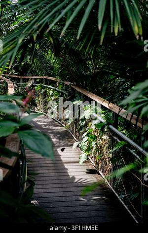 Holzsteg windet sich durch dichtes tropisches Laub im Schmetterlingshabitat der Texas Discovery Gardens im Fair Park, Dallas, Texas, USA Stockfoto