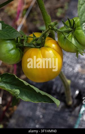 Gelbe Heirloom-Tomate reift an der Ranke, umgeben von grünen Tomaten und frischen Blättern, die organisch in einem Gartengarten im Freien wachsen Stockfoto