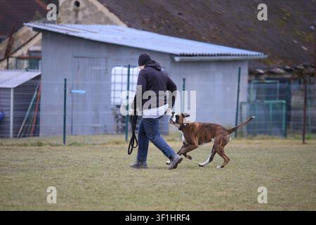 Deutscher Boxer-Hund, der auf einem grasbewachsenen Trainingsfeld neben einem Schuppen mit einem Trainer das Fersenarbeitstraining absolviert Stockfoto