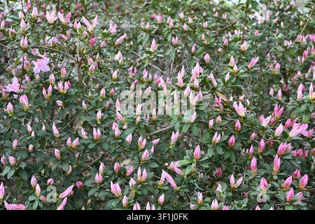 Rosa Azaleen-Blütenknospen im Frühling, South Carolina Stockfoto