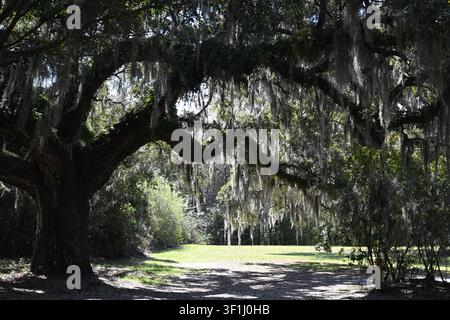 Südliche Lebenseiche, die mit Spanischem Moos in South Carolina behangen ist Stockfoto