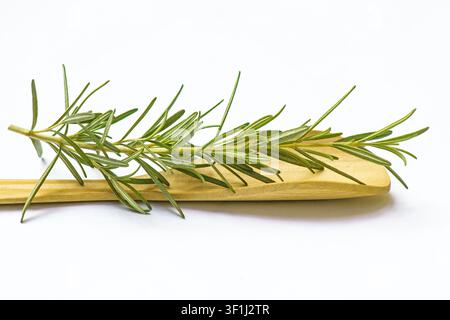 Rosmarinpflanze (Rosmarinus officinalis) in einem Holzlöffel auf weißem Hintergrund Stockfoto