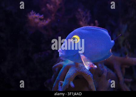 Farbenficher Tropischer Diskusfisch, auch bekannt als Kole Gelbsaugen-Doktorfisch, schwimmt in einem Korallenriff-Aquarium mit blauer Unterwasser-Meeresumgebung und lebendiger exotischer Aq Stockfoto