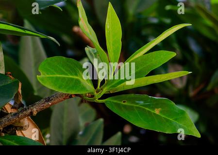 Eine Darstellung einer Vielzahl von Blumenblättern Stockfoto