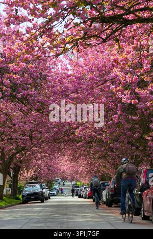 Mehrere Radfahrer pendeln unter einem dichten Baldachin aus rosa Kirschblüten in der East Tenth Avenue in Vancouver, British Columbia, Kanada. Stockfoto