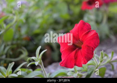 Nahaufnahme einer lebendigen roten Petunienblüte in einem Gartenbeet Stockfoto