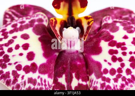 Nahaufnahme einer lila und weiß gefleckten Orchideenblüte mit gelben Akzenten, Natur und botanische Schönheit, die zarten Blütenblätter zeigen ein einzigartiges Muster Stockfoto