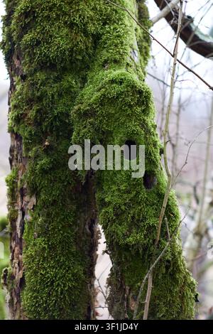 Eine Nahaufnahme eines alten, moosbewachsenen Baumstamms mit zwei deutlichen, dunklen Höhlen, die mysteriösen Öffnungen in einem ruhigen Waldstück ähneln Stockfoto