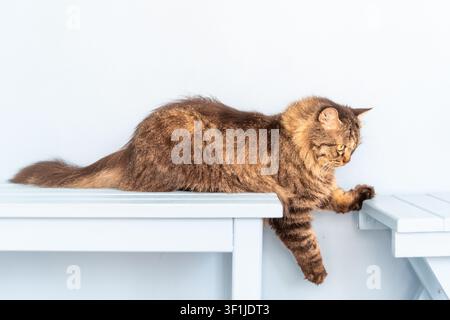 Langhaariger Tabby-Kater streckt sich über weiße Tische mit konzentriertem Ausdruck im weichen natürlichen Licht vor einem sauberen minimalen Hintergrund, geeignet für Haustiere Stockfoto