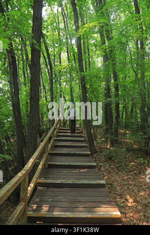 Eine Aufsicht auf eine rustikale Holztreppe, die sich durch einen dichten, sonnendurchfluteten Wald windet. Ein einsamer Wanderer steigt die Stufen hinauf, umgeben von hohen, belaubten Bäumen Stockfoto