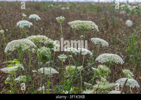 Büschel wilder Karotten, bekannt als Königin-Annas-Spital, gedeihen auf einer sonnenbeschienenen Wiese, umgeben von hohem Gras, und zeigen die Schönheit der Natur in voller Blüte. Stockfoto