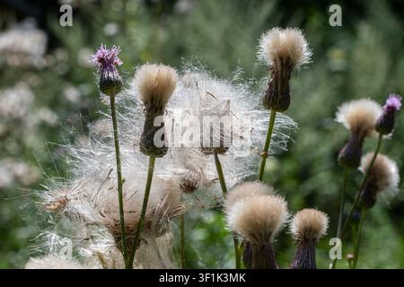 Farbenfrohe kriechende Distelblüten vermischen sich mit weichen, flauschigen Samen in einem üppigen Feld. Dieser Anblick fängt die Essenz der Sommernatur in ihrer vollen Blüte ein. Stockfoto