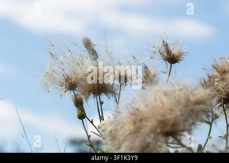 Cirsium arvense, allgemein bekannt als Kriechender Distel, zeigt zarte Blüten und flauschige Samen unter blauem Himmel auf dem Feld während des Hochsommers Stockfoto