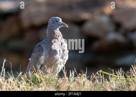 Jugendlicher Waldtaube (Columba palumbus). Als Jugendlicher zeigt sie nicht die charakteristischen Muster des Erwachsenen. Stockfoto