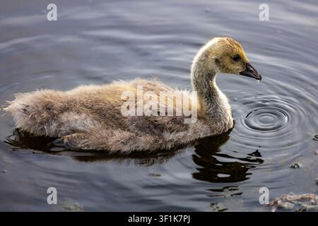 Junges stummes Schwanenjunges schwimmt auf einem ruhigen Teich mit sanften Wellen und Wasserreflexionen Stockfoto