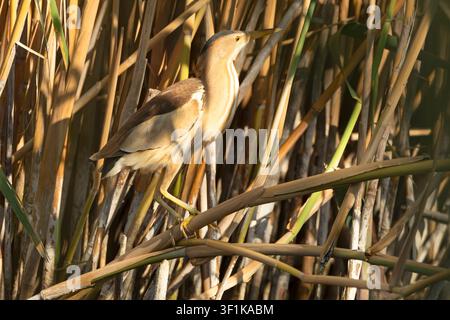 Männlicher Zwergibis zwischen Schilf und Vegetation eines Feuchtgebiets im ersten Morgenlicht Stockfoto
