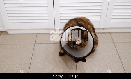 Hauskatze mit elisabethanischem Kragen am Hals, die nach Verletzung, Operation, Sterilisation oder Kastration wartet. Haustierbehandlung. Schutztierarzt Stockfoto
