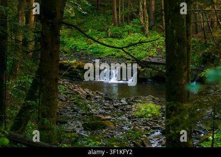 tiefe Waldlandschaft im Sommer, grünes Laub, Moos und Pflanzen mit kleinem Wasserfall, umgebender Raum, ruhige Atmosphäre Stockfoto
