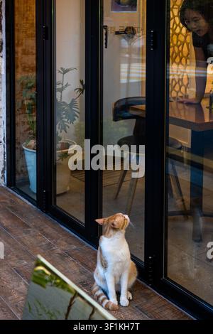 Eine Katze sitzt vor einem Café und schaut nach oben zu ihrem Besitzer im Inneren auf der Changdeokgung-gil-Straße in Seoul. Stockfoto