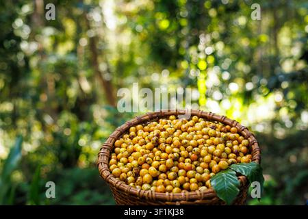 Eine Nahaufnahme eines handgewebten Korbs, der mit leuchtend gelben Kaffeebohnen überfüllt ist, die von einer tropischen Plantage in gesprenkeltem Sonnenlicht geerntet wurden. Stockfoto