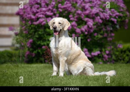 Fröhlicher Golden Retriever sitzt auf grünem Gras mit herausgestreckter Zunge vor einem blühenden lila Fliederbusch im Stadtpark an einem sonnigen Frühlingstag. Freundliche Familie Stockfoto