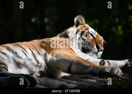 Amur-Tiger ruht im gesprenkelten Sonnenlicht in einem Zoo-Wildtiergehege, Vereinigtes Königreich Stockfoto