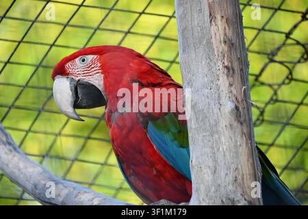 Scharlachara-Paradiesvogel, der in einer Voliere sitzt und sein leuchtend rotes, blaues und grünes Gefieder zeigt Stockfoto